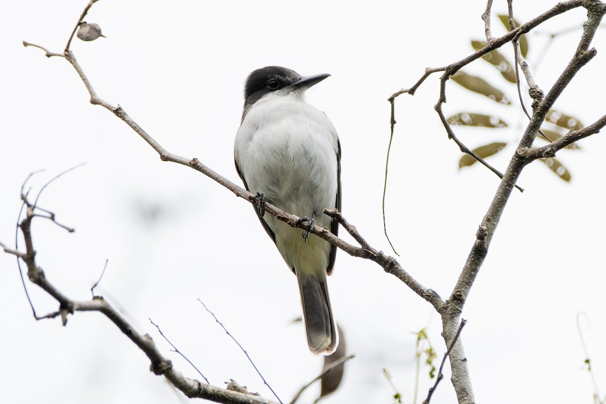 Loggerhead Kingbird - ML635627566