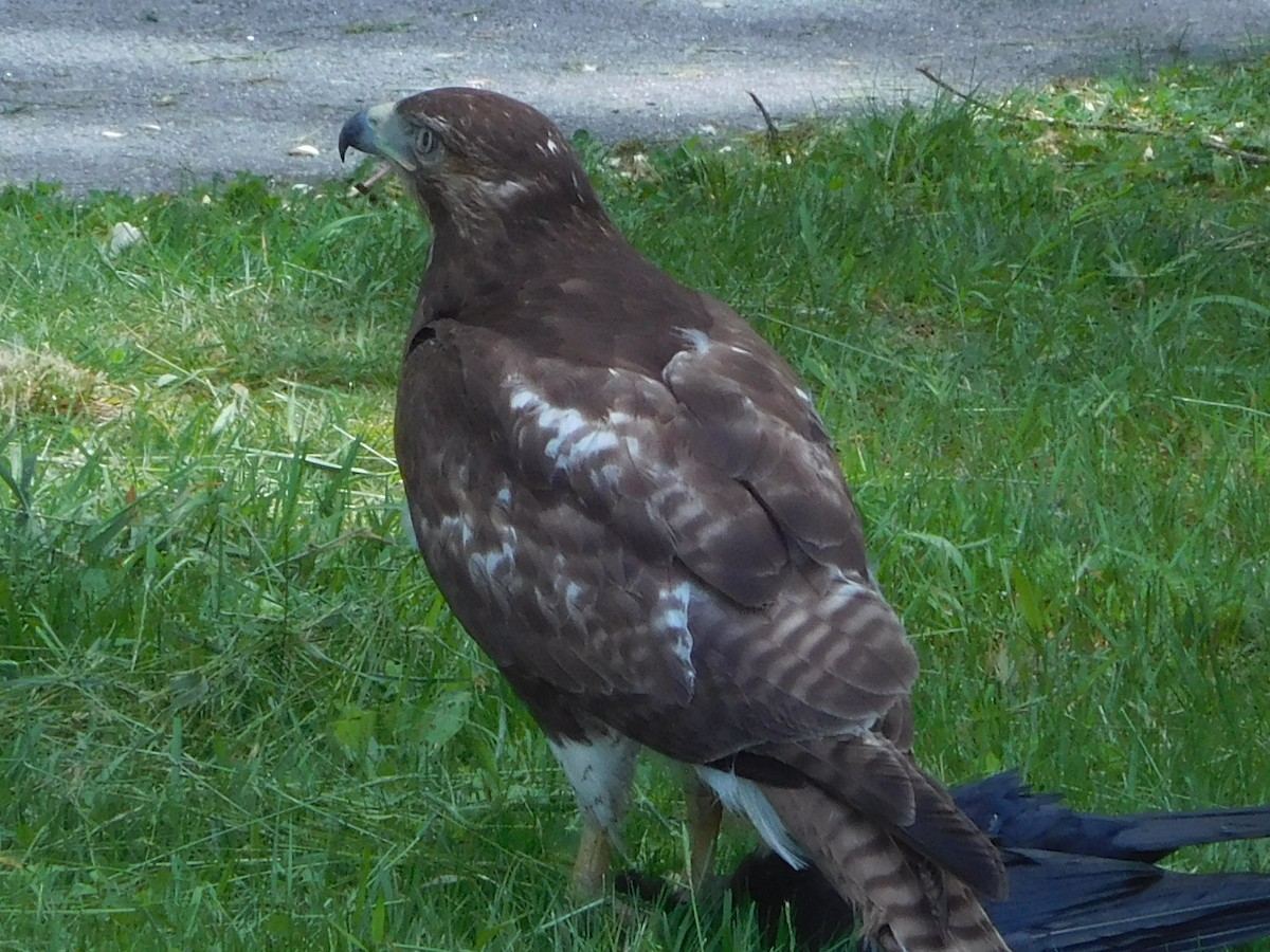 Red-tailed Hawk - ML635627574