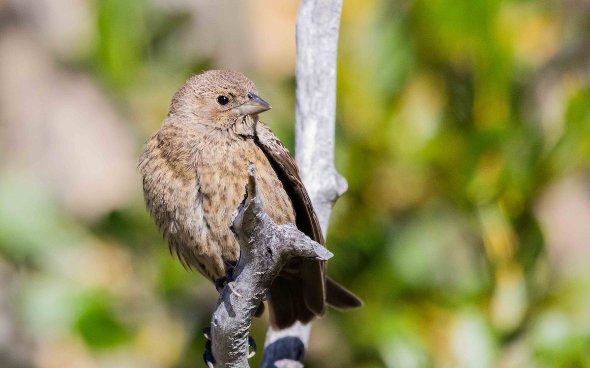 Brown-headed Cowbird - ML635627619