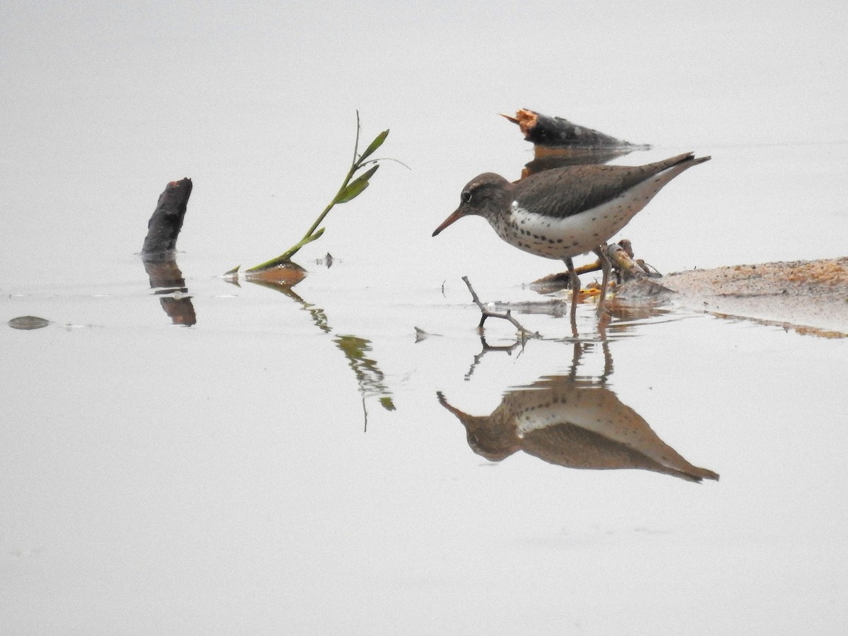 Spotted Sandpiper - ML635627641