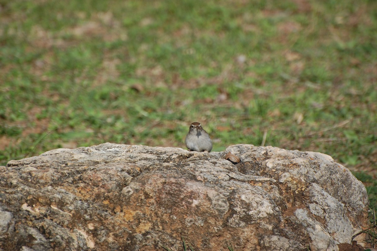 Zonotrichia sp. - ML635627645