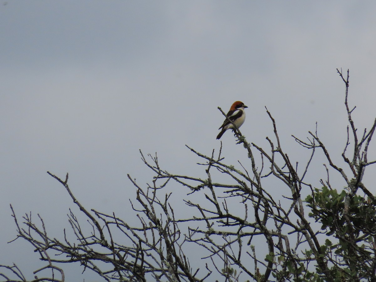 Woodchat Shrike - ML635627665