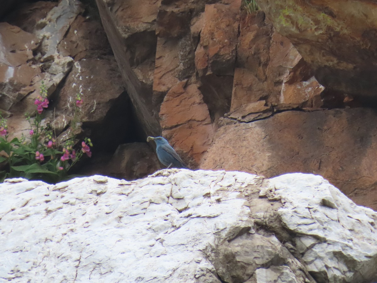 Blue Rock-Thrush - ML635627689