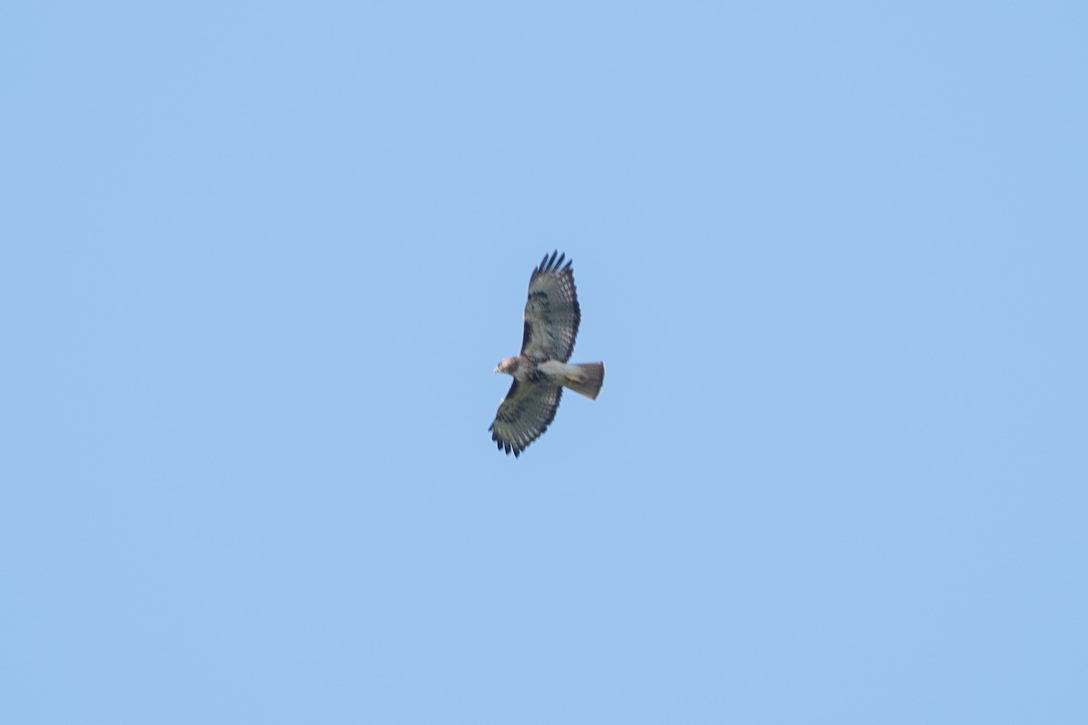 Red-tailed Hawk (solitudinis) - ML635627745