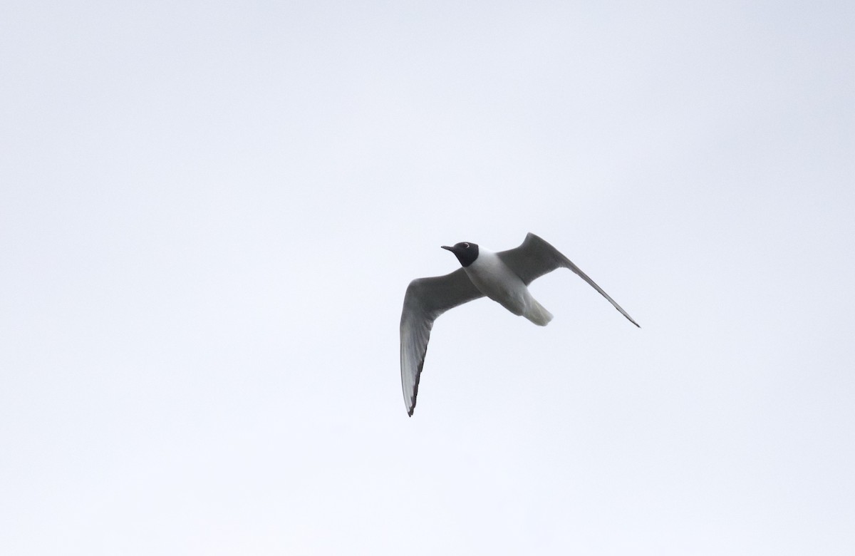 Bonaparte's Gull - ML635627749