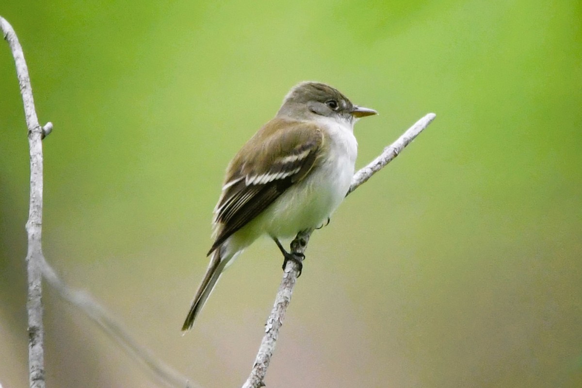 Alder Flycatcher - ML635627987