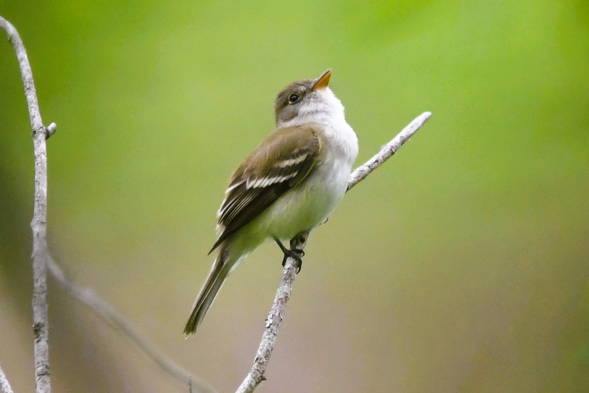 Alder Flycatcher - ML635627992