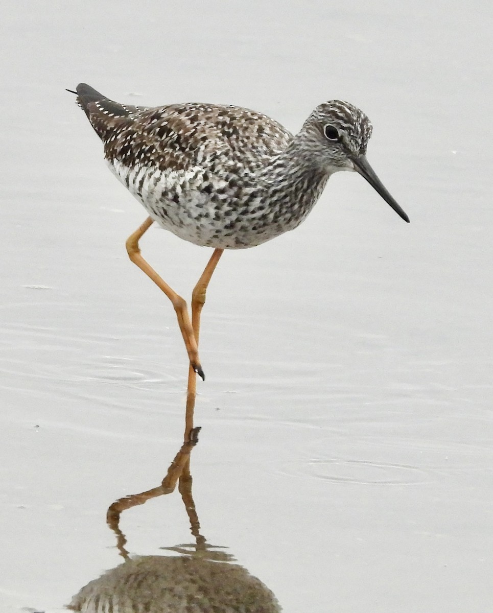 Greater Yellowlegs - ML635628056