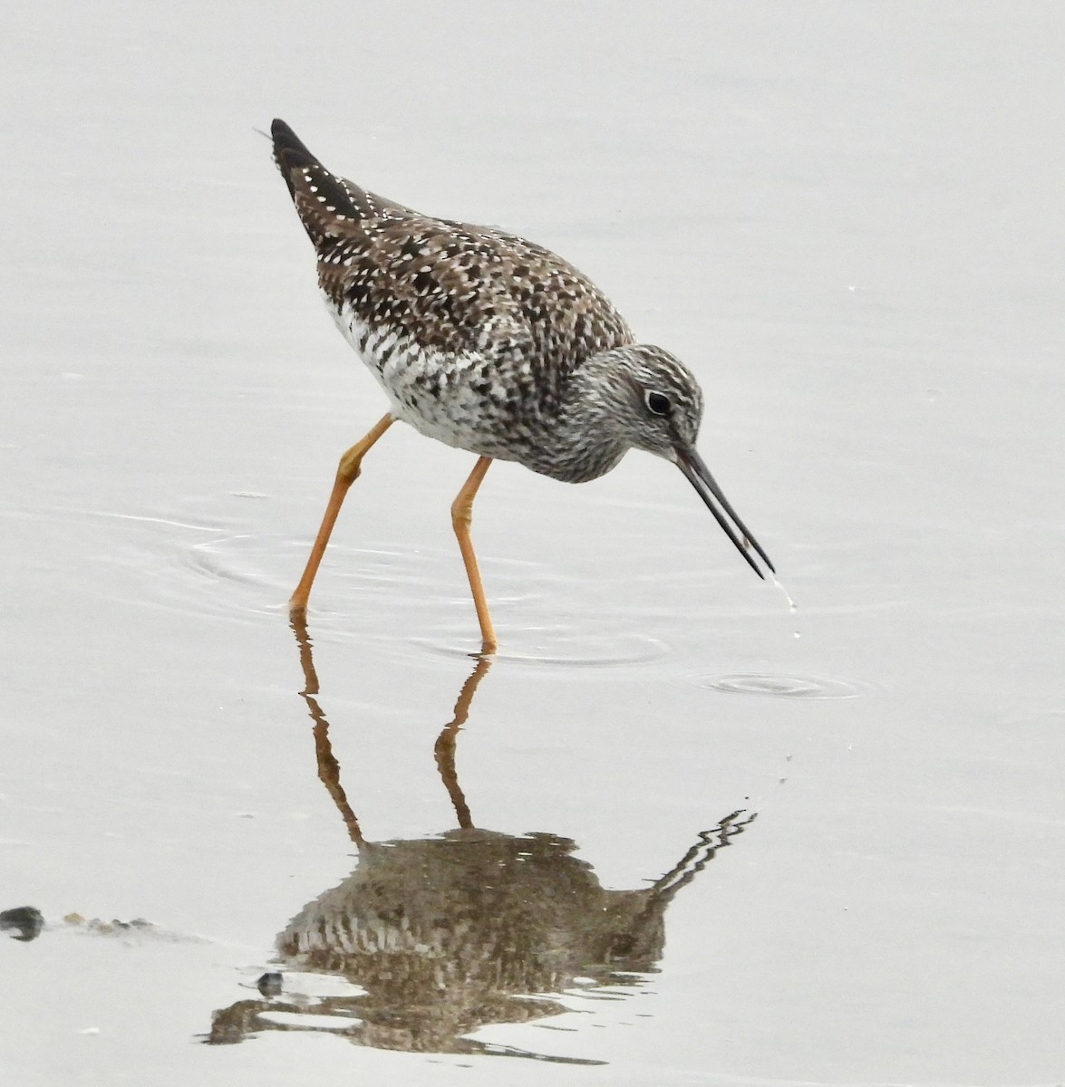 Greater Yellowlegs - ML635628057