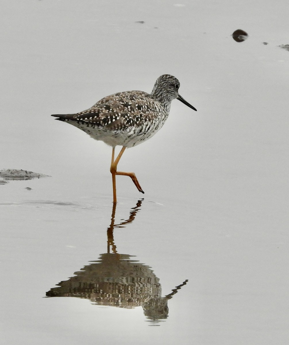 Greater Yellowlegs - ML635628058
