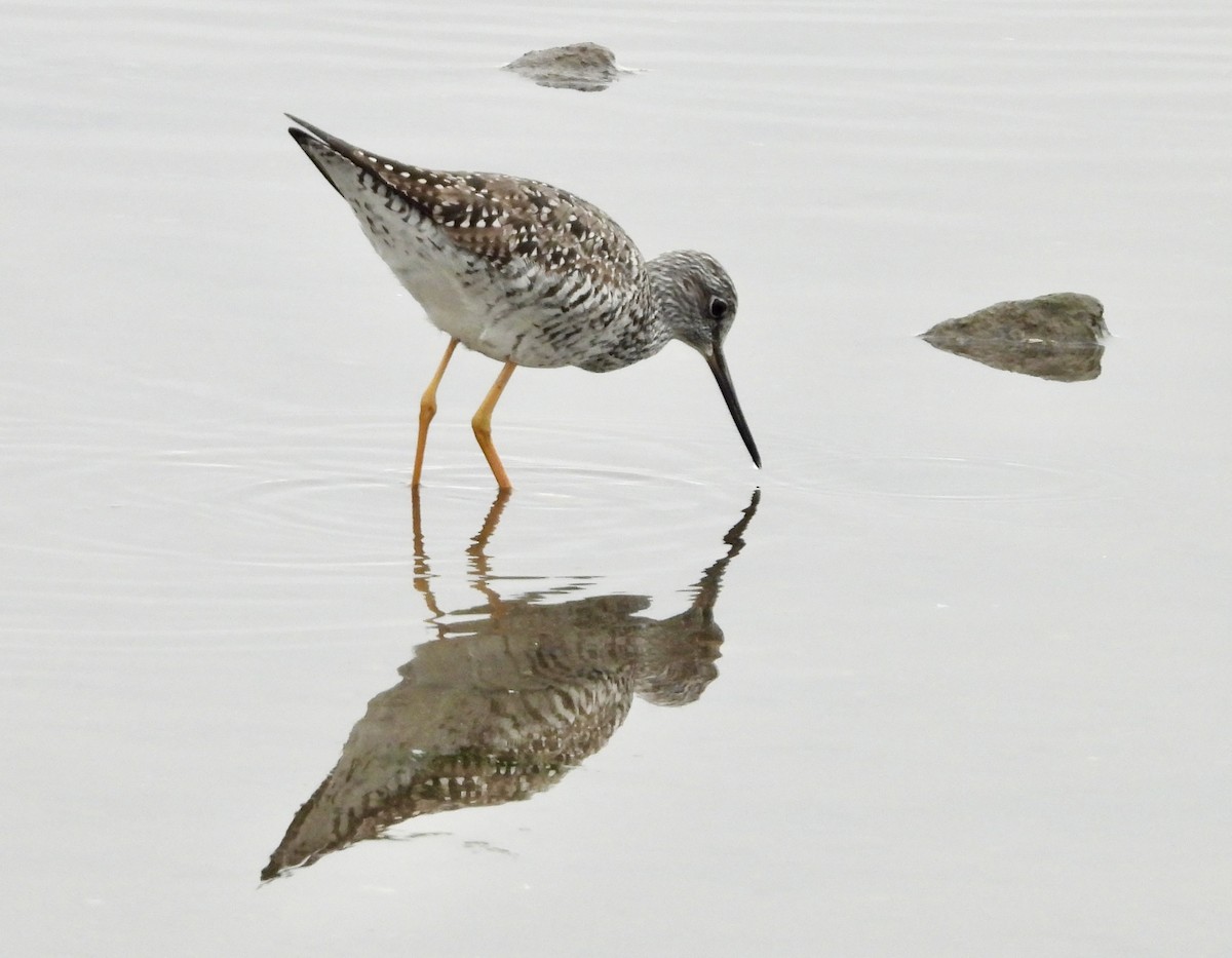 Greater Yellowlegs - ML635628059