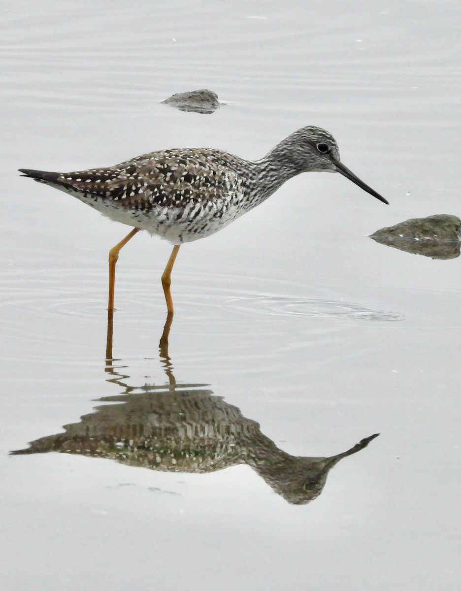 Greater Yellowlegs - ML635628060