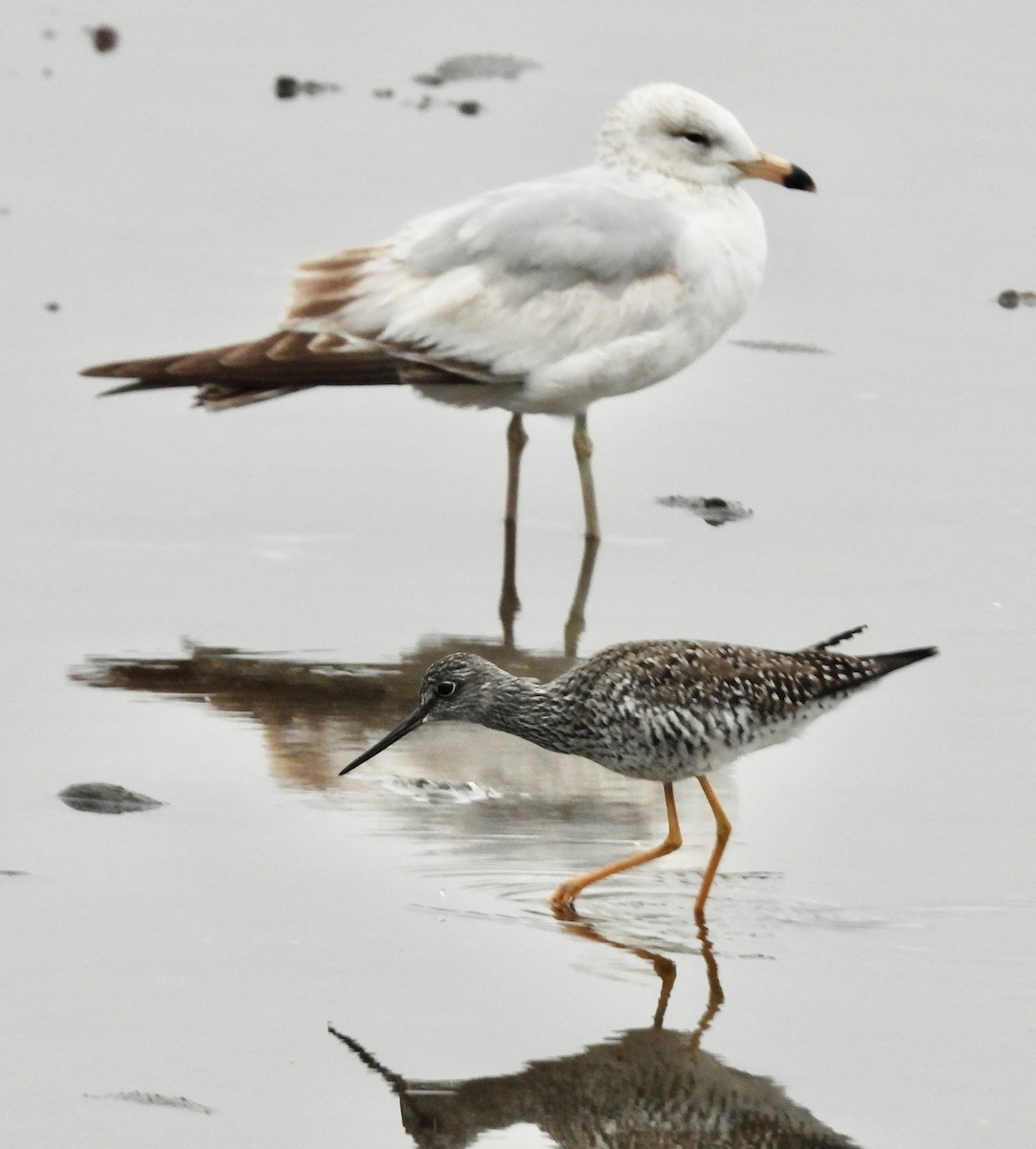Greater Yellowlegs - ML635628061