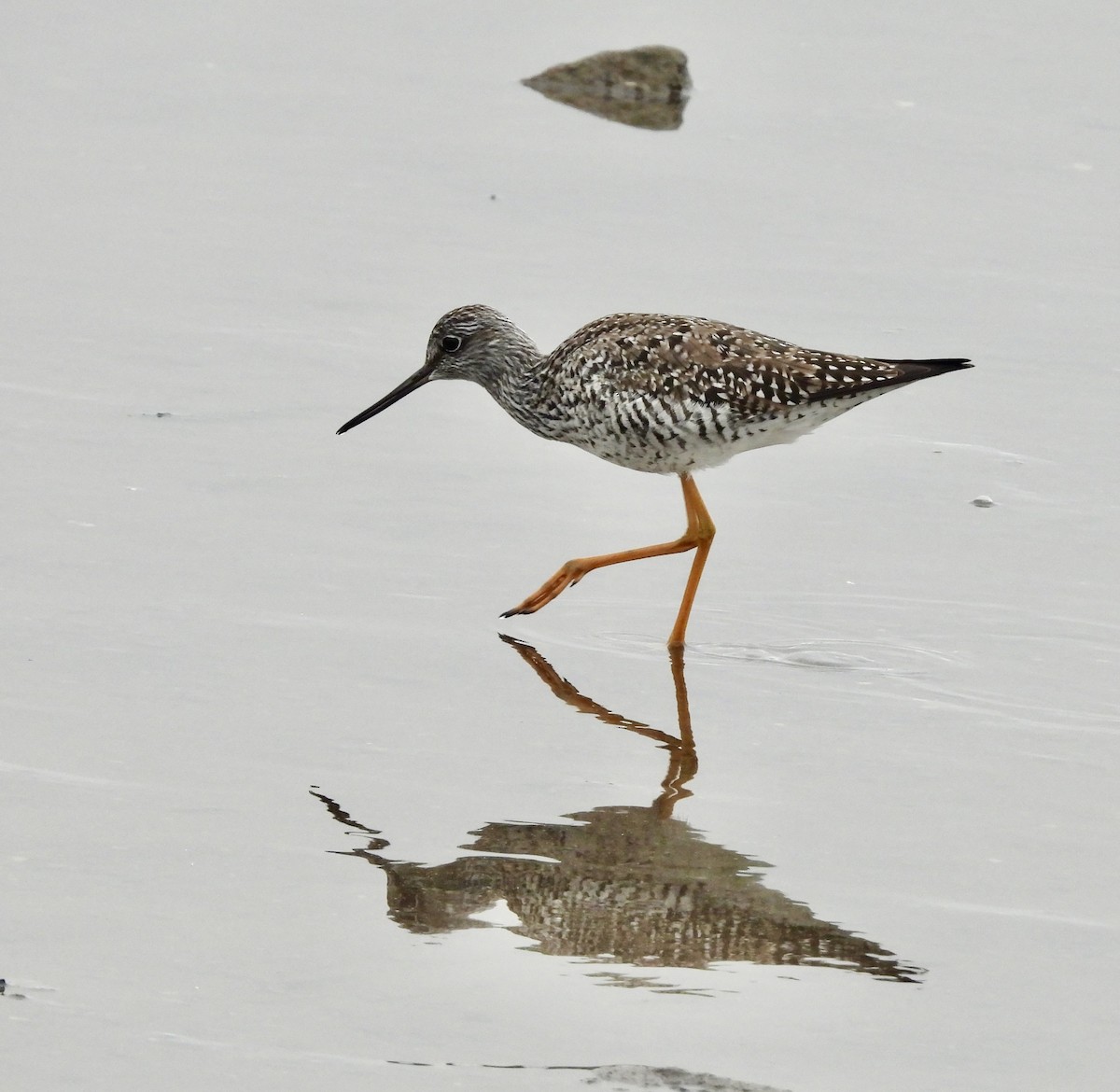 Greater Yellowlegs - ML635628062