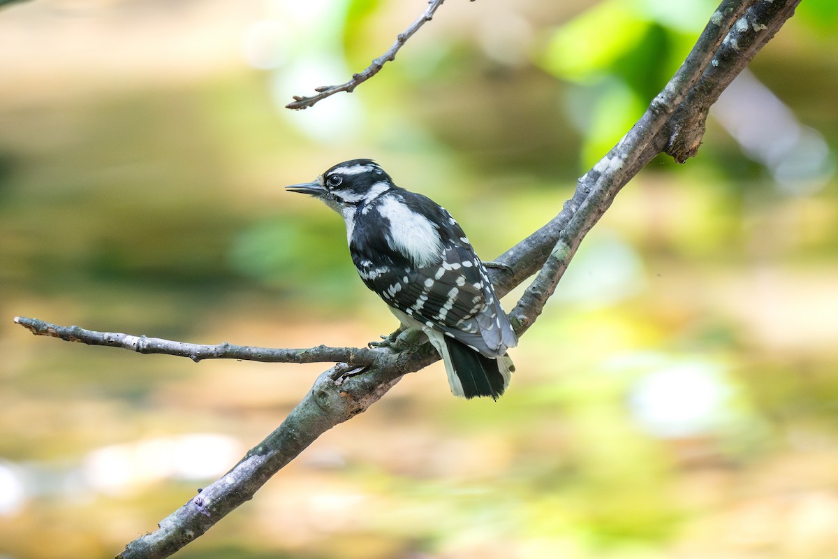 Downy Woodpecker - ML635628082