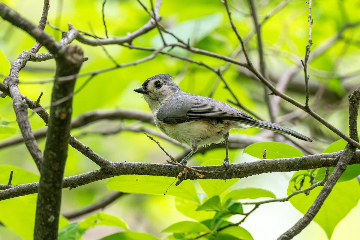 Tufted Titmouse - ML635628095