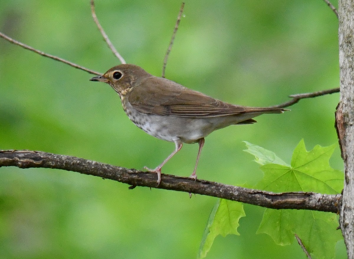 Swainson's Thrush - ML635628153