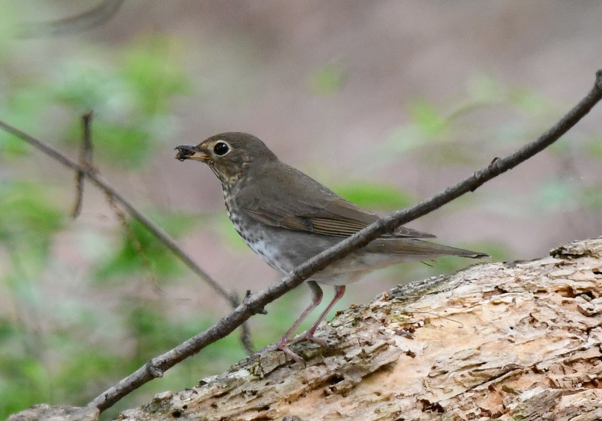Swainson's Thrush - ML635628154