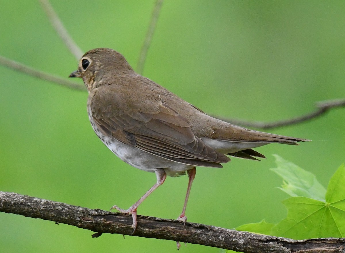 Swainson's Thrush - ML635628155