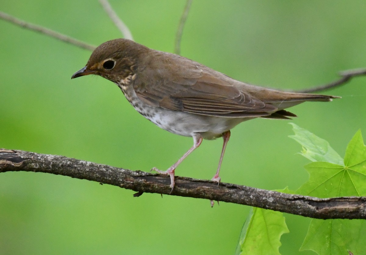 Swainson's Thrush - ML635628156