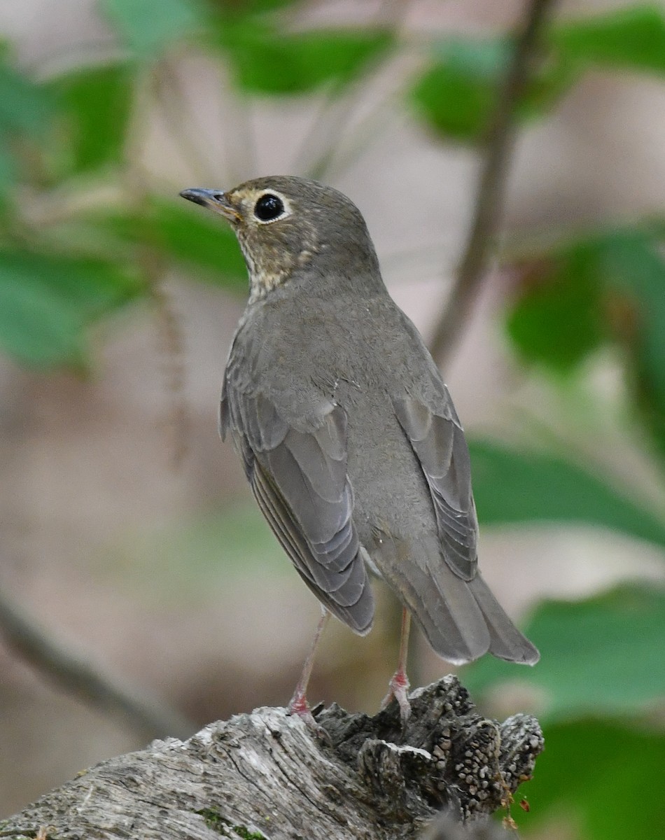 Swainson's Thrush - ML635628158