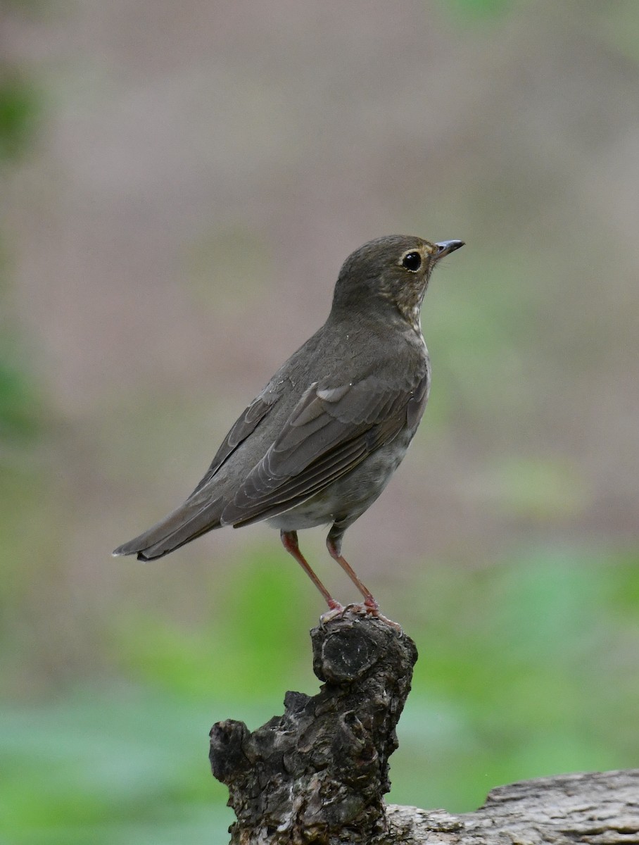 Swainson's Thrush - ML635628159