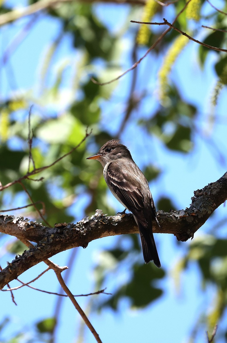 Eastern Wood-Pewee - ML635628165
