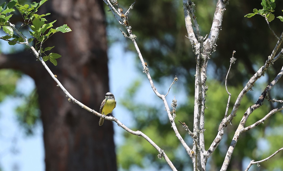 Couch's Kingbird - ML635628200