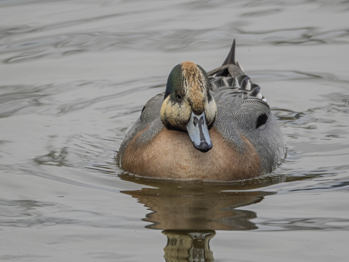 Зээрд алаг x Шовтгор алаг нугас (эрлийз) - ML635628202