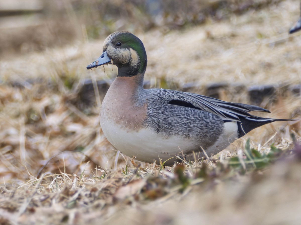 Зээрд алаг x Шовтгор алаг нугас (эрлийз) - ML635628203