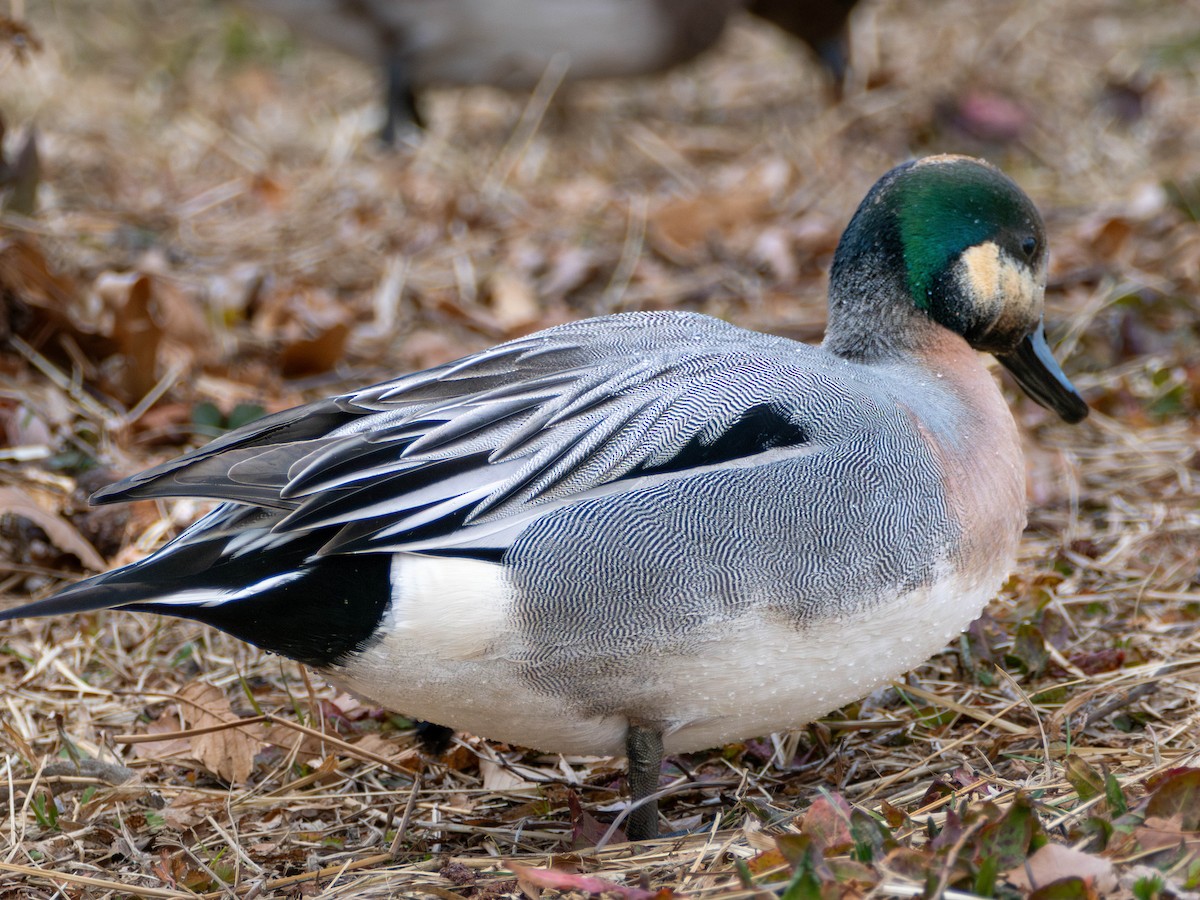 Зээрд алаг x Шовтгор алаг нугас (эрлийз) - ML635628204