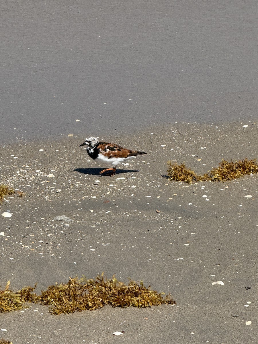 kamenáček pestrý - ML635628216