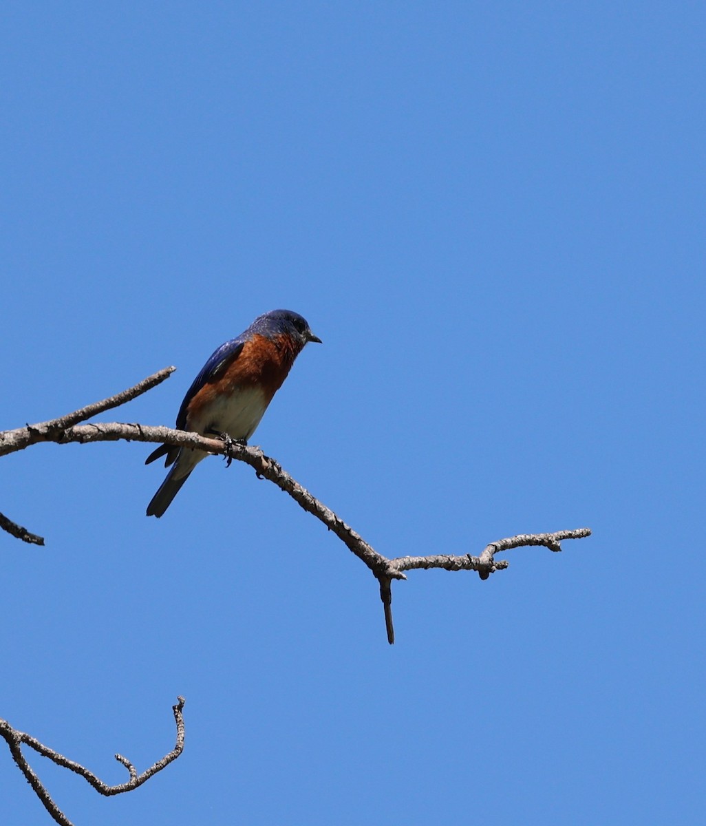 Eastern Bluebird - ML635628228