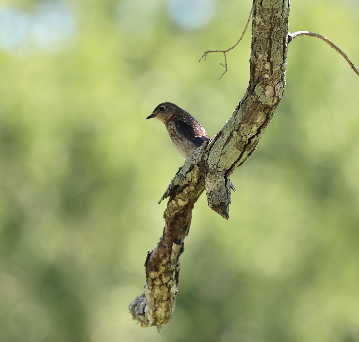 Eastern Bluebird - ML635628229