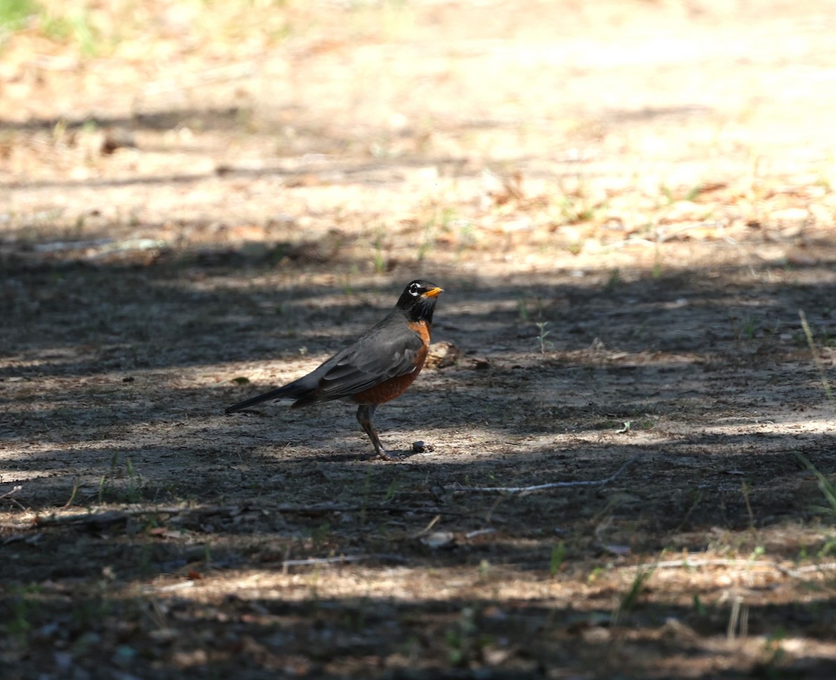 American Robin - ML635628241