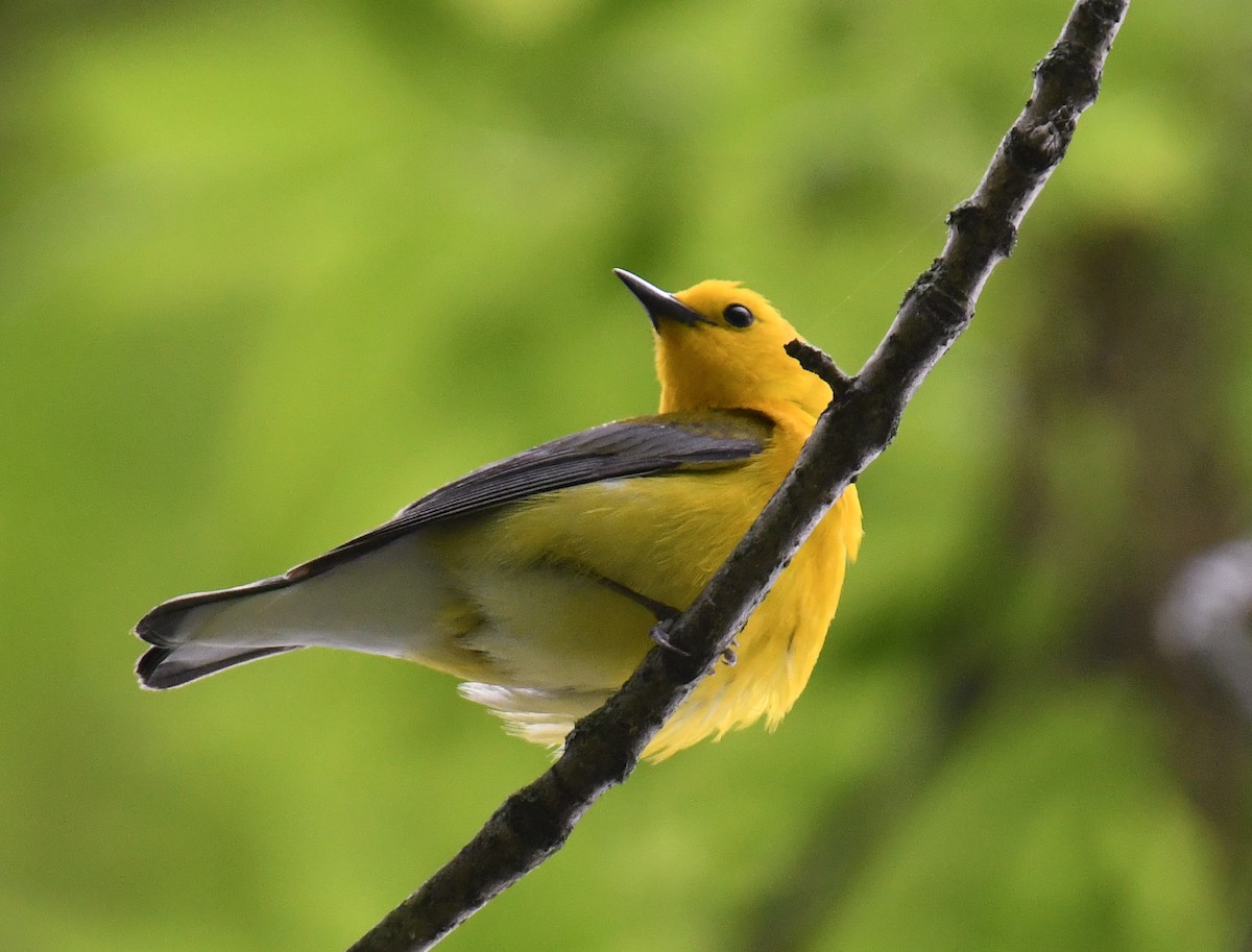Prothonotary Warbler - ML635628247