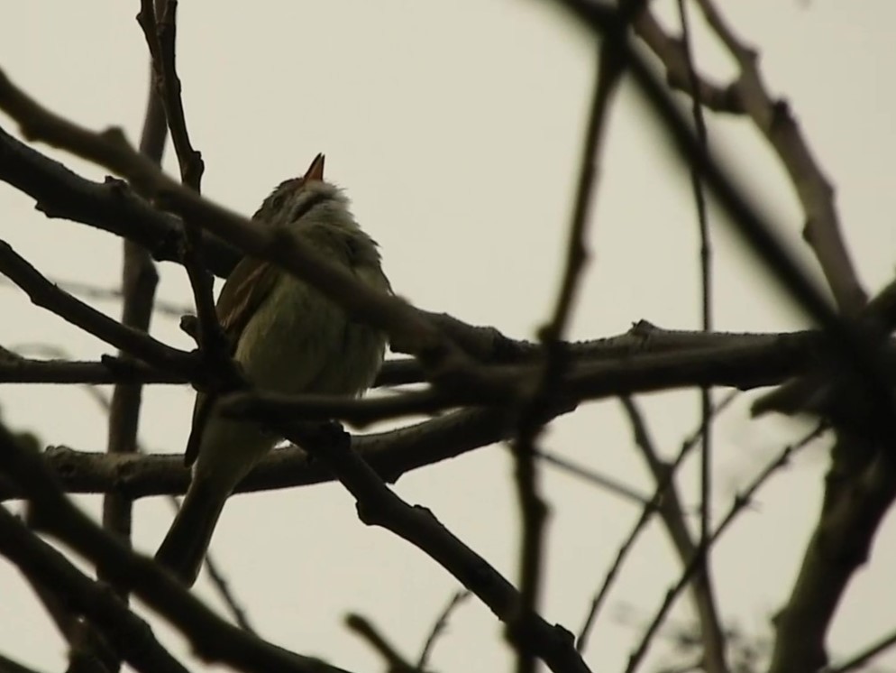 Tyranneau passegris - ML635628255