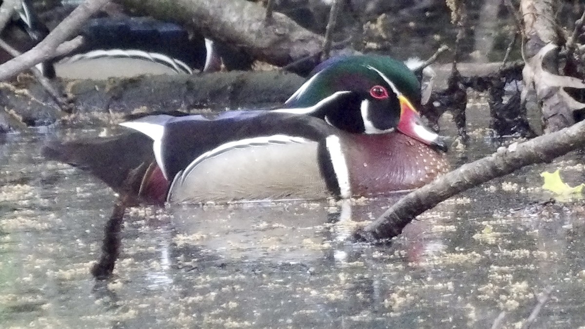 Wood Duck - ML635628278