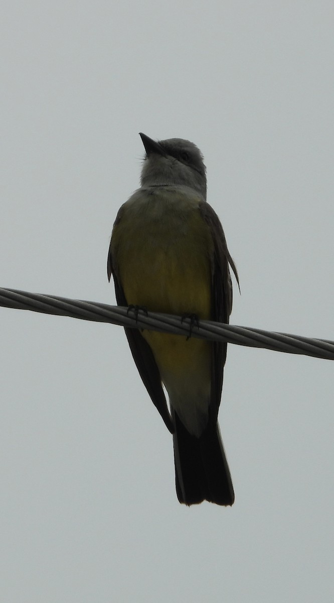 Western Kingbird - ML635628312