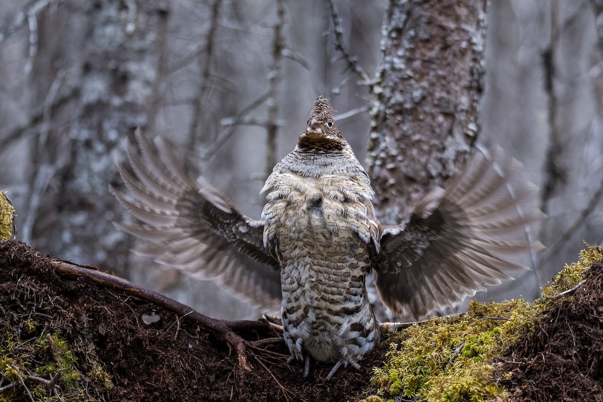 Орябок американський - ML635628327