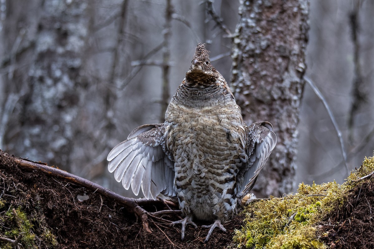 Орябок американський - ML635628328
