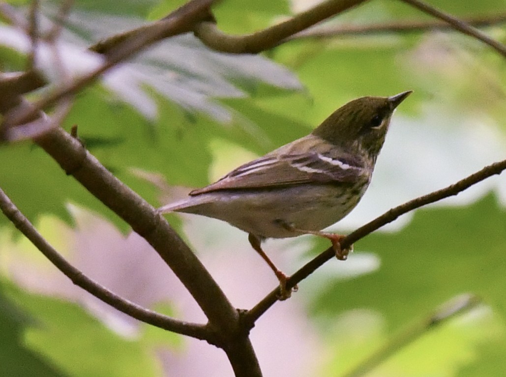 Blackpoll Warbler - ML635628381