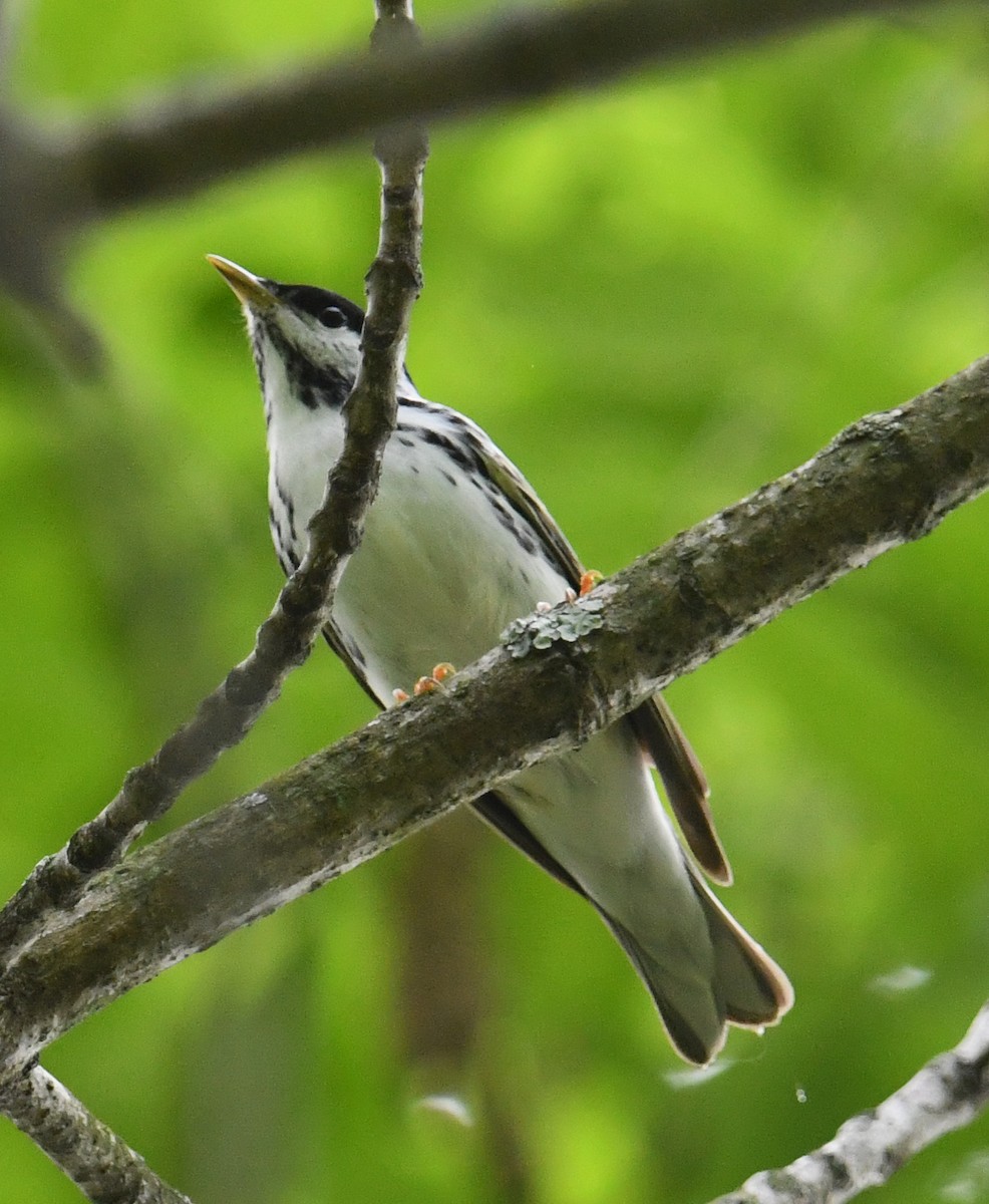 Blackpoll Warbler - ML635628382