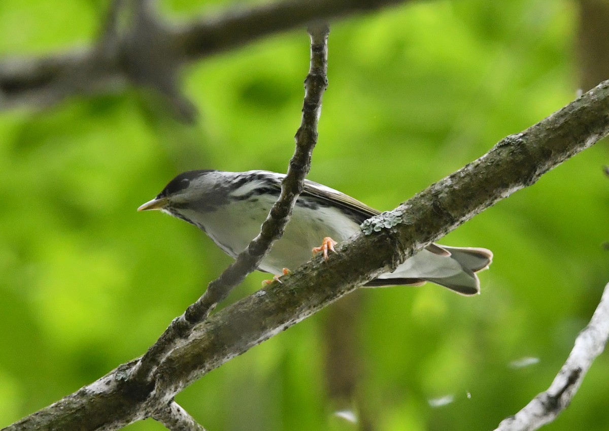 Blackpoll Warbler - ML635628383