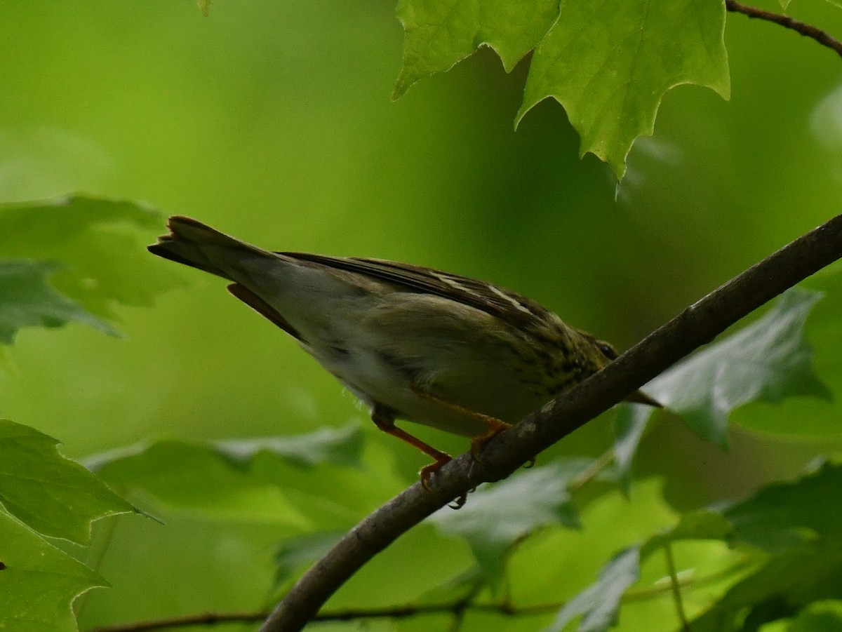 Blackpoll Warbler - ML635628385