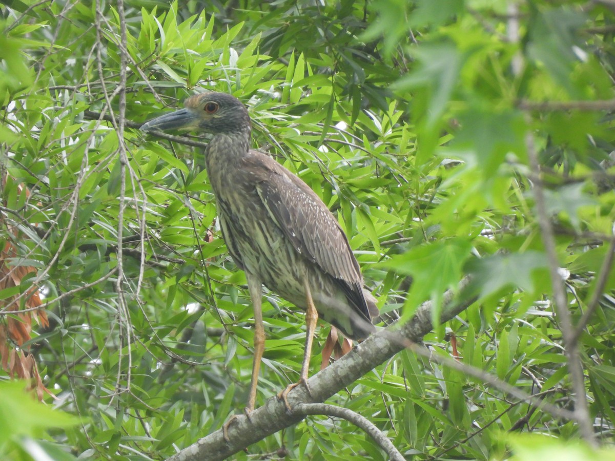 Yellow-crowned Night Heron - ML635628430
