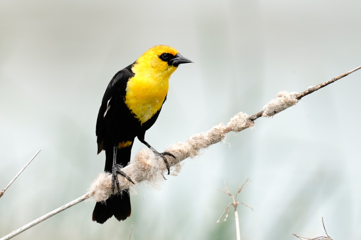Yellow-headed Blackbird - ML635628436