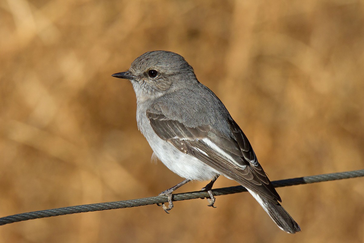 Hooded Robin - ML63562851