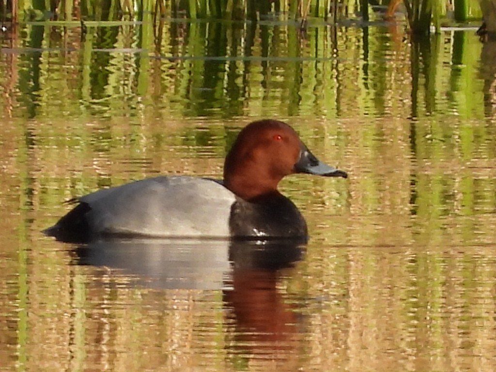 taffeland - ML635628534
