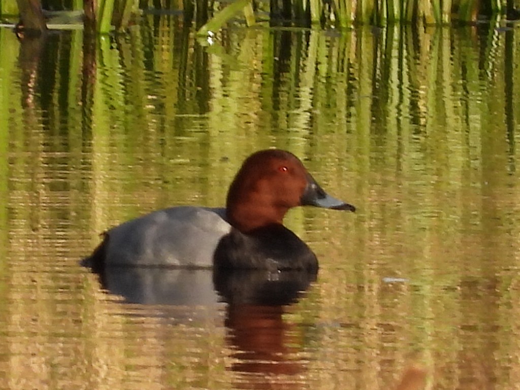 taffeland - ML635628535